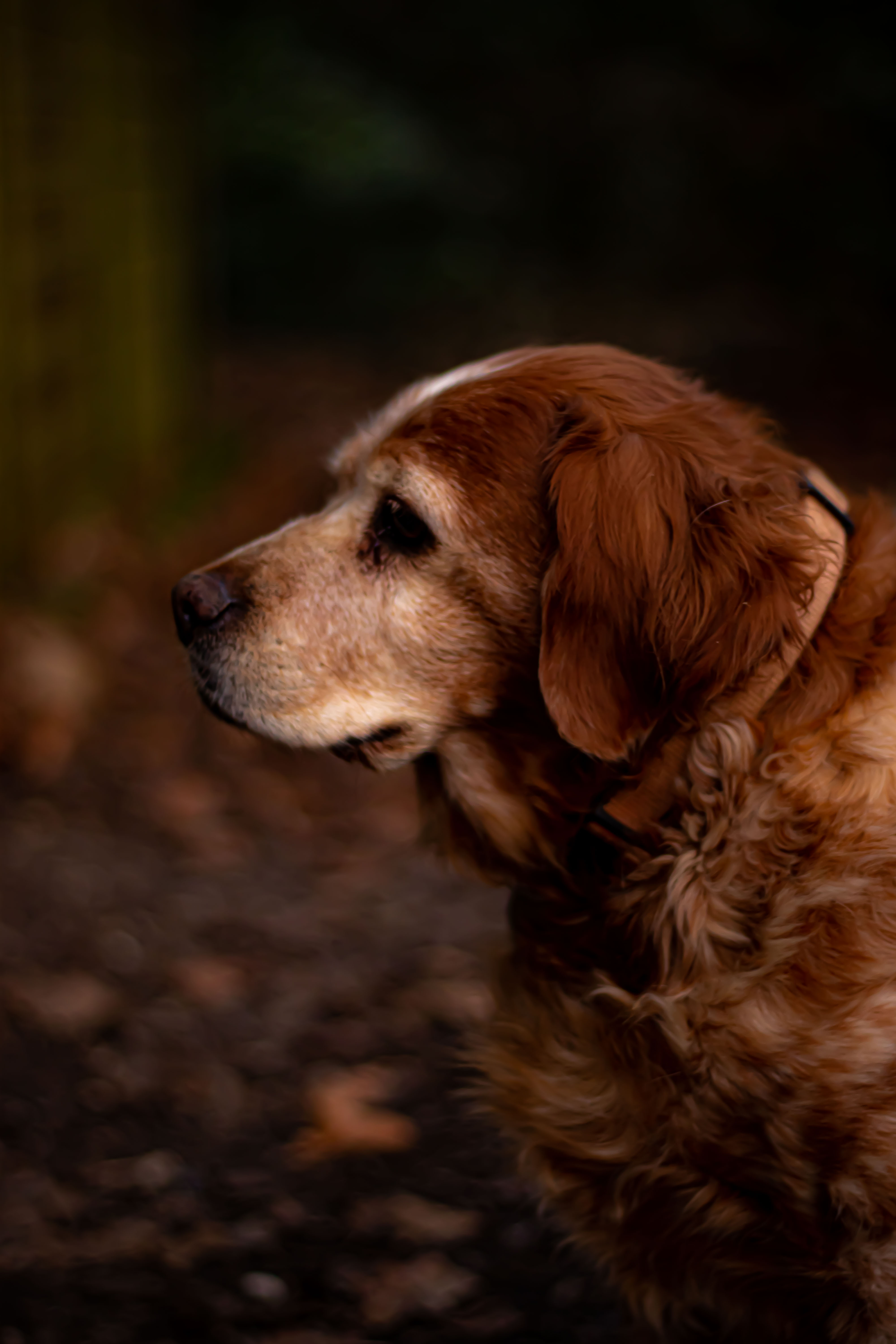 Photo d'un épagneul breton de coté
